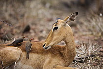 Impala (Aepyceros melampus) looking at Red-billed Oxpeckers (Buphagus erythrorhynchus), Limpopo, South Africa