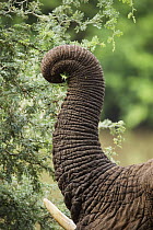 African Elephant (Loxodonta africana) trunk grasping vegetation, Limpopo, South Africa