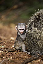Vervet Monkey (Chlorocebus aethiops) baby holding tightly to mother's fur, Limpopo, South Africa