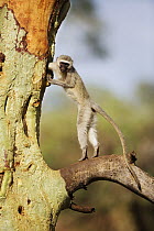 Vervet Monkey (Chlorocebus aethiops) foraging inside tree trunk, Limpopo, South Africa