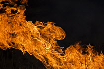 Fire during dry Season, Kruger National Park, Limpopo, South Africa