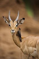 Impala (Aepyceros melampus) male with Red-billed Oxpecker (Buphagus erythrorhynchus), Limpopo, South Africa