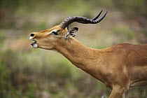 Impala (Aepyceros melampus) male vocalizing, Limpopo, South Africa