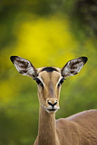 Impala (Aepyceros melampus) female, Limpopo, South Africa