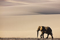African Elephant (Loxodonta africana) walking in river bed in front of large sand dune, Hoarusib River, Namib Desert, Namibia