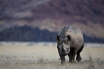 Black Rhinoceros (Diceros bicornis) near Huab River Valley, Namib Desert, Namibia