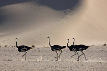 Ostrich (Struthio camelus) group running in front of sand dune, Namib Desert, Namibia
