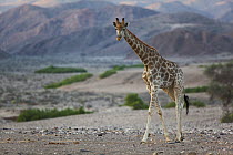 Angolan Giraffe (Giraffa giraffa angolensis) in desert, Hoanib River, Namib Desert, Namibia