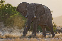 African Elephant (Loxodonta africana) bull grazing, Hoanib River, Namib Desert, Namibia