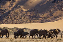 African Elephant (Loxodonta africana) herd walking in desert, Huab River Valley, Namib Desert, Namibia