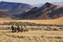 African Elephant (Loxodonta africana) herd walking in grassland, Huab River Valley, Namib Desert, Namibia