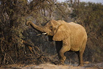 African Elephant (Loxodonta africana) female feeding on Acacia (Acacia sp) tree, Huab River Valley, Namib Desert, Namibia
