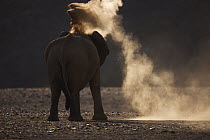 African Elephant (Loxodonta africana) bull dust bathing, Huab River Valley, Namib Desert, Namibia