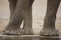African Elephant (Loxodonta africana) feet at waterhole, Huab River Valley, Namib Desert, Namibia
