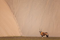 Oryx (Oryx gazella) in dry river bed in front of large sand dune, Hoarusib River, Namib Desert, Namibia