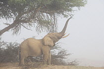 African Elephant (Loxodonta africana) bull feeding on Acacia (Acacia sp) tree in fog, Huab River Valley, Namib Desert, Namibia