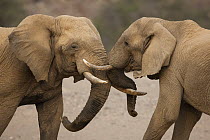 African Elephant (Loxodonta africana) bulls play-fighting, Huab River Valley, Namib Desert, Namibia