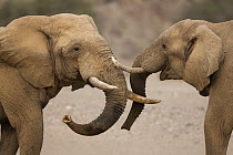 African Elephant (Loxodonta africana) bulls play-fighting, Huab River Valley, Namib Desert, Namibia