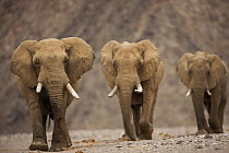 African Elephant (Loxodonta africana) bulls walking behind each other, Hoanib River, Namib Desert, Namibia