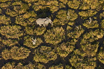 African Elephant (Loxodonta africana) bull in swamp, Okavango Delta, Botswana