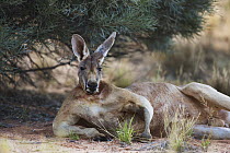 Red Kangaroo (Macropus rufus) male resting, Sturt National Park, Australia