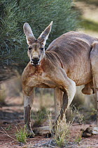 Red Kangaroo (Macropus rufus) male, Sturt National Park, Australia