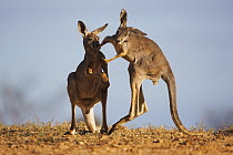 Red Kangaroo (Macropus rufus) males fighting, Sturt National Park, Australia