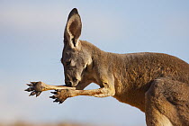 Red Kangaroo (Macropus rufus) licking arm to cool off on very hot day, Sturt National Park, Australia