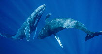 Humpback Whale (Megaptera novaeangliae), two males swimming together, Maui, Hawaii - notice must accompany publication; photo obtained under NMFS permit 13846