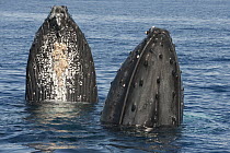 Humpback Whale (Megaptera novaeangliae), two males spyhopping, Maui, Hawaii - notice must accompany publication; photo obtained under NMFS permit 13846