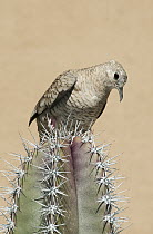 Inca Dove (Columbina inca) on cactus, Saguaro National Park, Arizona