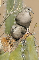 Inca Dove (Columbina inca) pair mating, Saguaro National Park, Arizona