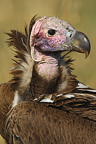 Lappet-faced Vulture (Torgos tracheliotus), Masai Mara, Kenya