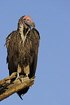Lappet-faced Vulture (Torgos tracheliotus), Serengeti National Park, Tanzania