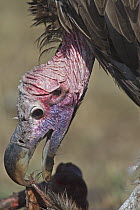 Lappet-faced Vulture (Torgos tracheliotus) feeding, Serengeti National Park, Tanzania