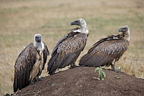 White-backed Vulture (Gyps africanus) pair and Ruppell's Griffon (Gyps rueppellii), Serengeti National Park, Tanzania