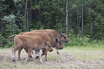 Wood Bison (Bison bison athabascae) calves, Liard River Hot Springs Provincial Park, British Columbia, Canada