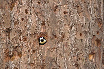 Acorn Woodpecker (Melanerpes formicivorus) female in nest cavity, Monterey, California