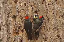 Acorn Woodpecker (Melanerpes formicivorus) breeding group at nest cavity to communally take care of chicks, Monterey, California
