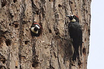 Acorn Woodpecker (Melanerpes formicivorus) male at nest cavity with female looking out, Monterey, California