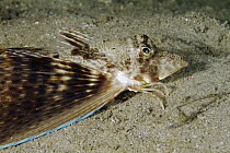 Bluespotted Searobin (Prionotus roseus), West Palm Beach, Florida