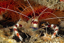 Banded Coral Shrimp (Stenopus hispidus) in front of Flame Scallops (Lima scabra), West Palm Beach, Florida