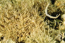 Striated Frogfish (Antennarius striatus) camouflaged and using its lure to attract prey, West Palm Beach, Florida