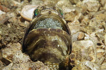 Banded Jawfish (Opistognathus macrognathus) male incubating and aerating clutch of eggs, West Palm Beach, Florida
