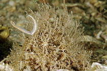 Striated Frogfish (Antennarius striatus) using lure to attract prey, West Palm Beach, Florida