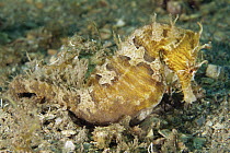 Spotted Seahorse (Hippocampus erectus) male brooding eggs, West Palm Beach, Florida