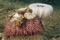 Sea Urchin (Lytechinus variegatus) covered with coral, shells, and urchin skeleton to prevent predation, West Palm Beach, Florida