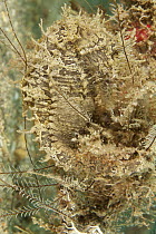 Spotted Seahorse (Hippocampus erectus) male brooding eggs camouflaged in reef, West Palm Beach, Florida