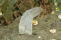 Lionfish (Scorpaenidae) egg mass, Bali, Indonesia