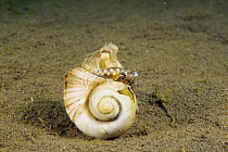 Coconut Octopus (Amphioctopus marginatus) hiding in shell, Bali, Indonesia